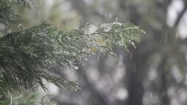 Sakin yağış bereketli bir orman bölgesinde huzurlu bir atmosfer yaratır..