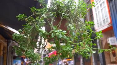 Bereketli yeşil bir bitki renkli bir cadde boyunca havada asılı duruyor..