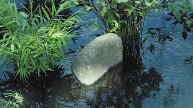Berrak su, yemyeşil bitki ve yaprakların arasında pürüzsüz bir taş sergiliyor..