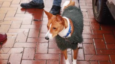 Yumuşak bir palto giyen bir köpek ıslak bir tuğla sokakta yürüyor..