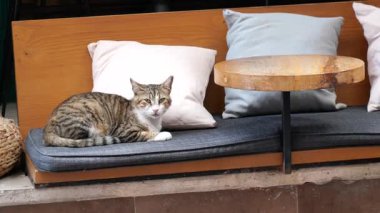 Rahat bir kedi, yumuşak yastıkların arasında rahat bir bankta dinlenir..