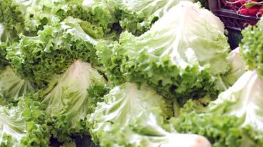 Canlı marul kafaları sabah güneşinde bir açık hava pazarında sergilenir..