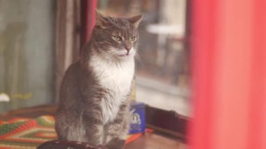 Gri bir kedi büyüleyici bir dükkanın penceresinden dışarı bakar..