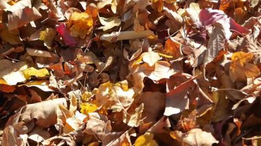 Rengarenk yapraklar, dışarıdaki sakin bir ortamda yeri örtüyor..