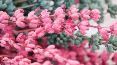 Güzel bir dekoratif düzende pembe ve yeşil kurumuş çiçekler..