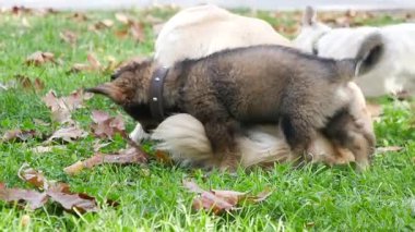 Yavrular renkli sonbahar yaprakları arasında neşeyle oynar ve keşfederler..