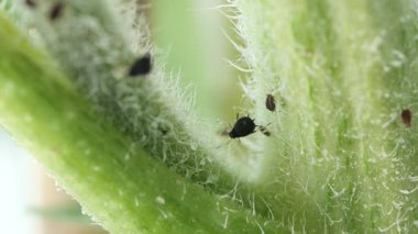 Küçük bir şehir bahçesindeki bir bitkiyle etkileşen böcekleri gözlemleyin..