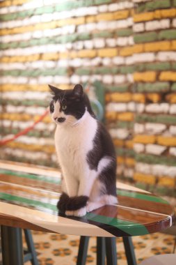 Canlı bir kafe ortamında siyah beyaz bir kedi masanın üzerine tünemiş..