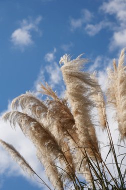 Pampas otları meltemde hafif bir mavi gökyüzüne doğru hareket eder..