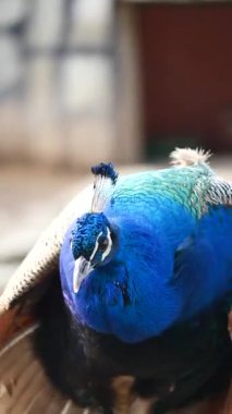 Bir tavus kuşu bahçedeki göz kamaştırıcı mavi ve yeşil tüylerini gösterir..