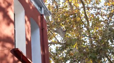 Sonbahar yaprakları olan uzun ağaçlar güneş ışığı altında kırmızı bir binanın etrafını sarıyor..