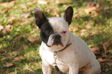 Gevşemiş bir Fransız bulldog düşen yaprakların arasında oturur ve güneşi emer..