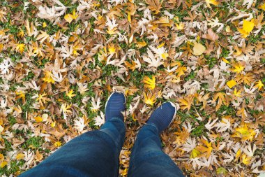 Bir insan parktaki sonbahar yapraklarından oluşan canlı bir halının üzerinde duruyor..