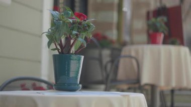 Masadaki çiçek saksısıyla sakin bir anın tadını çıkar..