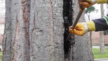 Yetenekli işçiler dışarıdaki bir çam ağacından dikkatlice reçine çıkarırlar..