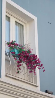 Mavi bir duvara karşı renkli çiçeklerle süslenmiş büyüleyici bir balkon..