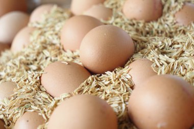 Kırsal bir ortamda tahıl yatağında birden fazla kahverengi yumurta bulunur..