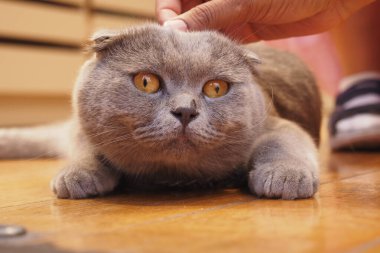 Ayırt edici gözleri olan gri bir kedi içeride nazik bir şekilde okşamaktan hoşlanır..