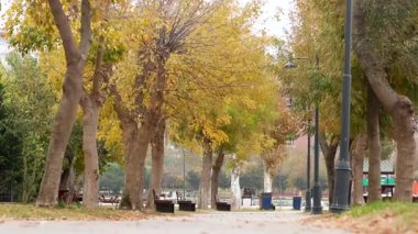 Yapraklar zemini kaplarken ağaçlarla kaplı patikalar boyunca huzurlu bir gezintinin tadını çıkarın..