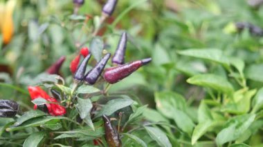 Parlak renkli biberler canlı bir bahçe ortamında gelişir..