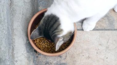 Bir kedi açık havada küçük bir klozetten seve seve yemek yer..