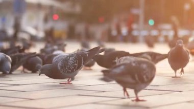 Şehir hayatı etraflarında vızıldarken güvercinler yerde yem arıyor..