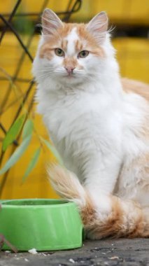 Tüylü bir kedi güneşli bir açık havada renkli bir kasenin yanında rahatlar..