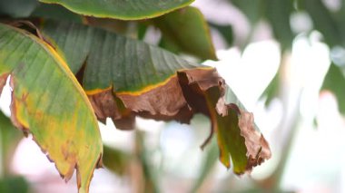 Kuru yapraklar yaş belirtileri gösterirken, güneş ışığı canlı yaprakların arasından süzülüyor..