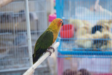 Canlı bir papağan, kuşlarla dolu birkaç kuş kafesinin yanındaki tünekte dinlenir..
