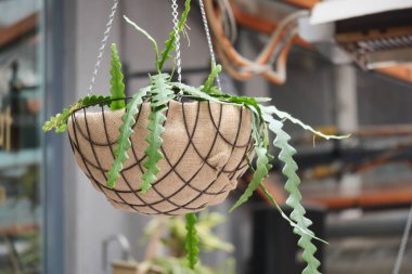 Canlı yeşil eğreltiotlarıyla dolu dekoratif bir asma ekim..