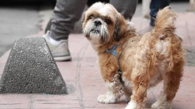 Küçük kahverengi bir köpek kaldırımda yürüyor, çevresini kokluyor..