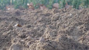 Taze sürülmüş toprak bir bahçeye tohum ekmeye hazır..