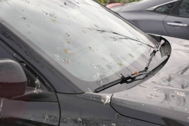 Bir arabanın ön camı park halindeyken kuş pisliğiyle kaplıdır..