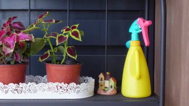 Çiçekler rengarenk bir sprey şişesiyle bakım görüyor..