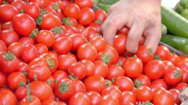 Marketteki cömert gösteriler arasında olgun domatesleri elle seçmek..