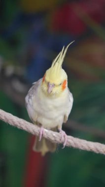 Canlı bir papağan sakince bir ipe oturur ve hayat dolu arka planının tadını çıkarır..