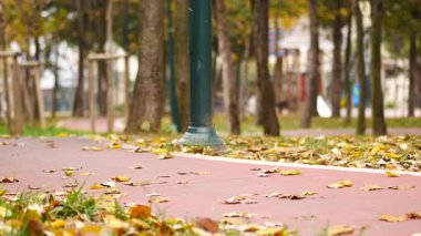Renkli yapraklar, sonbaharda sakin bir parkın zeminini örtüyor..