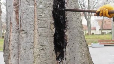 İnsan parktaki ağaç kabuğundan kalın siyah maddeyi temizlemeye çalışır..