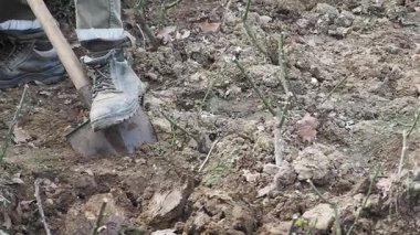Toprağı ekip biçmek için toprağı hazırlıyorum..