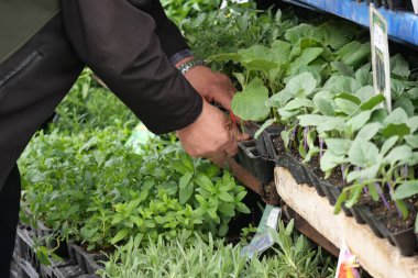 Bir bahçıvanın elleri canlı bir fidanlıkta sağlıklı fideleri seçer..