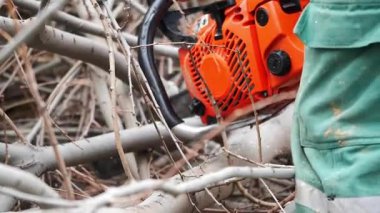 Bir işçi, sık bir orman bölgesindeki dalları budamak için testere kullanır..