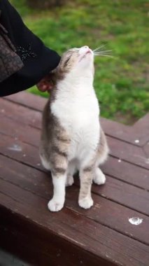 Güneşli bir günde, bir bahçe bölgesinde dost bir kedi okşanıyor..