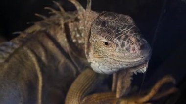 Devasa bir iguanaya bakın. Dinleniyor ve güneşin altında güneşleniyor..
