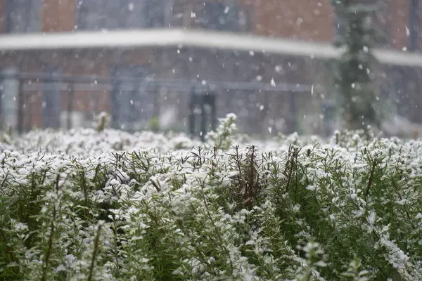 Kentsel alandaki yeşil bitki tarlasına nazikçe kar yağar.