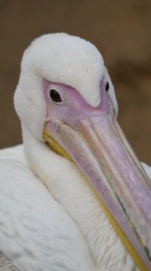 Pelikan doğal habitat ortamlarında kendine özgü gaga ve tüyleri gösterir.