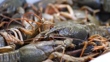 Bir grup canlı kerevit, doğada balık tuttuktan sonra bir konteynırda toplandı..