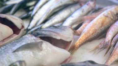 Yerel bir pazar ortamında çeşitli taze balık türleri sergileniyor.