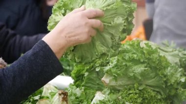 Marketteki çeşitli sebzeler arasından taze marul seçen kişi.