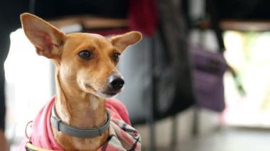 Pembe kapüşonlu küçük bir köpek tuhaf bir şekilde kafeyi izliyor..