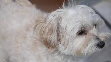 Küçük tüylü bir köpek güneşli bir öğleden sonra dışarıda neşeyle oynar..